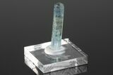 Bi-Colored Aquamarine Crystal - Transbaikalia, Russia #175642-3